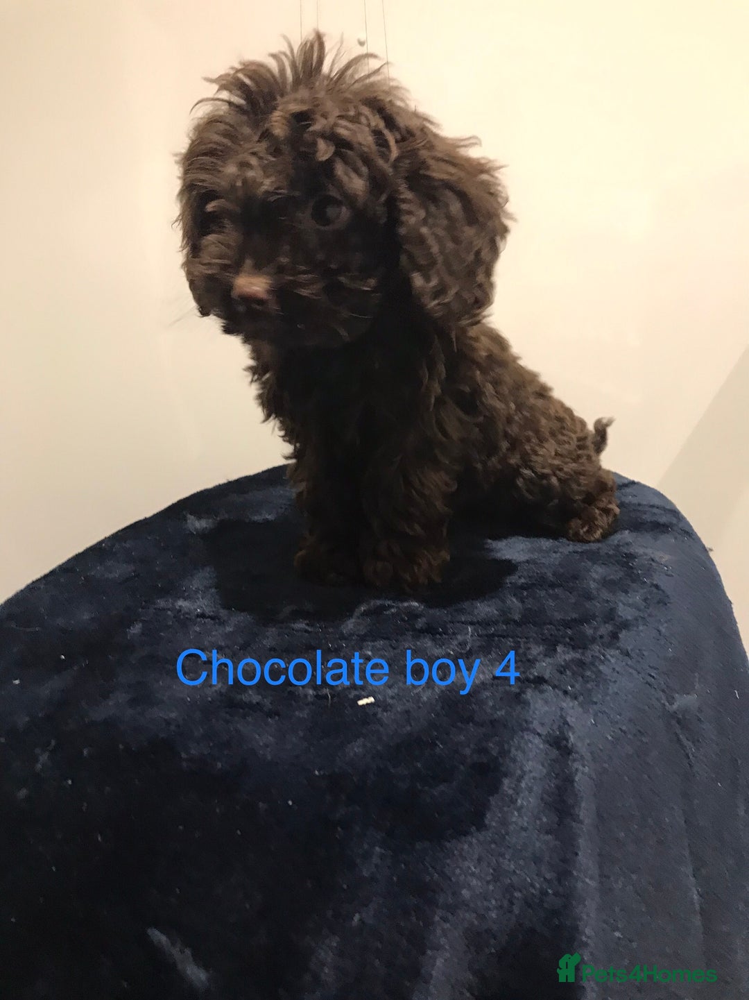 Cockapoo dogs for sale: F1 Cockapoo - Image 8
