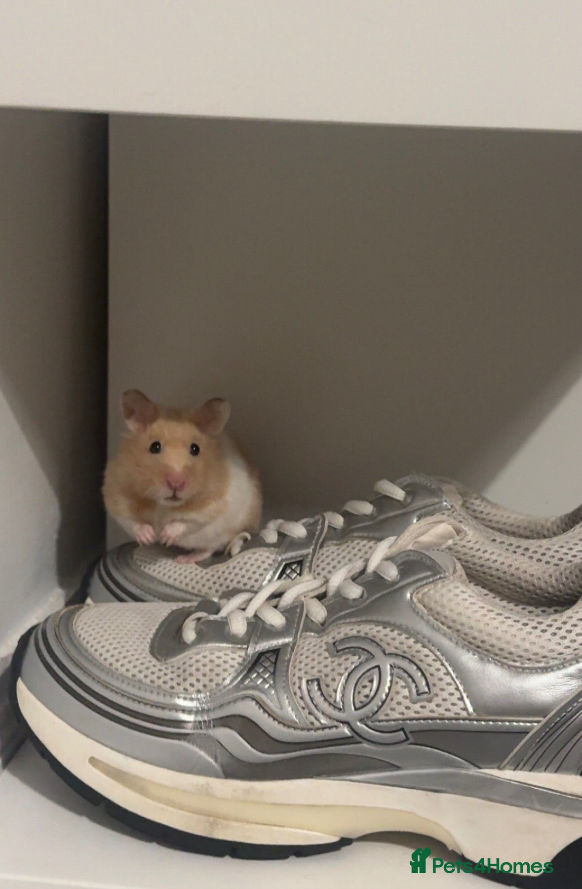 Hamster rodents Syrian hamster  - Advert 2