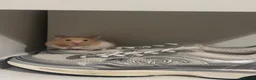 Hamster rodents for sale: Syrian hamster  in Leeds - Advert 1