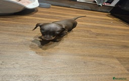 Miniature Dachshund dogs for sale: Miniature Dachshund puppies - Image 10