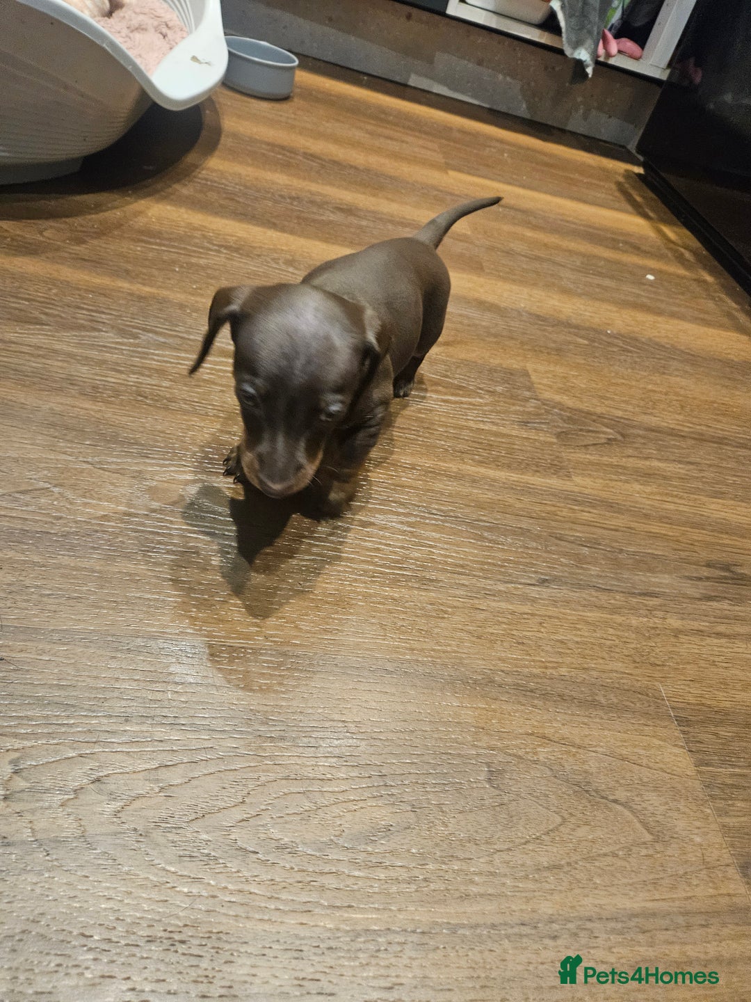 Miniature Dachshund dogs for sale: Miniature Dachshund puppies - Image 10