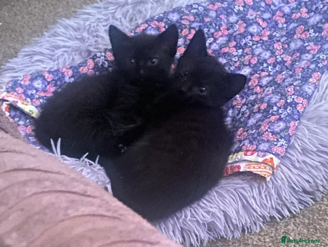Mixed Breed cats for sale: 4 beautiful mixed breed kittens  in Barnsley - Advert 2