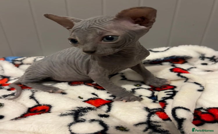 Sphynx cats - Advert 16