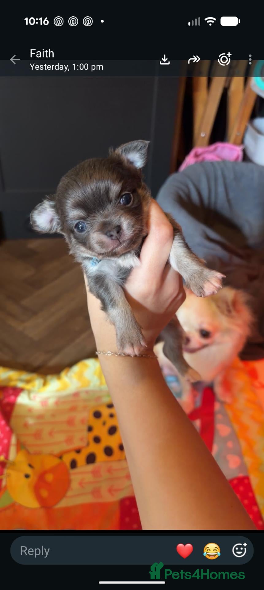 Chihuahua dogs Outstanding KC reg long haired chihuahuas - Advert 1