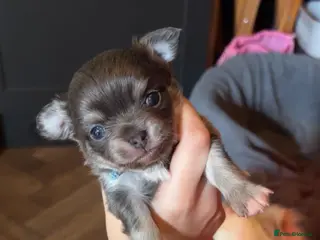 Chihuahua dogs Outstanding KC reg long haired chihuahuas - Advert 2