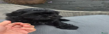Shihpoo Puppy 7