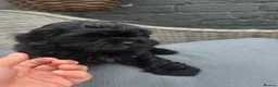 Shihpoo dogs for sale: Shihpoo puppies  - Advert 13