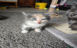Mixed Breed cats for sale: Mix breed kittens  - Image 5