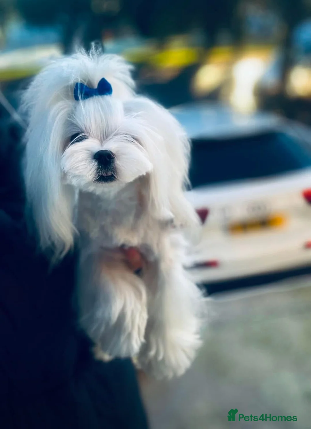 Maltese dogs for stud: ⭐️Tiny Korean Maltese Stud - Proven ⭐️ in Clydebank - Advert 4