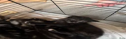 Mixed Breed cats for sale: Kittens for sale  in Glasgow - Advert 7