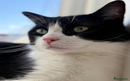 Ragdoll cats for sale: Boy Ragdoll for sale - Image 5