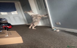 American Bully dogs for sale: REDUCED Stunning pocket bully pups for sale  - Advert 22