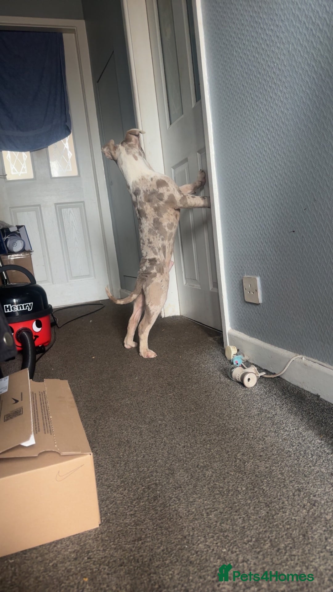 American Bully dogs for sale: REDUCED Stunning pocket bully pups for sale  - Advert 22