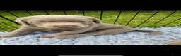 Labrador Retriever dogs for sale: Gorgeous Silver Labrador Puppies  - Advert 3