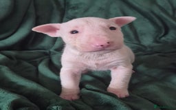 English Bull Terrier dogs for sale: Ready to leave now 7 English Bullterrier puppys - Image 29