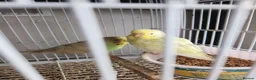 Budgerigars birds for sale: Budgies available now 🐦🐦‍⬛🦜🦚 - Advert 3