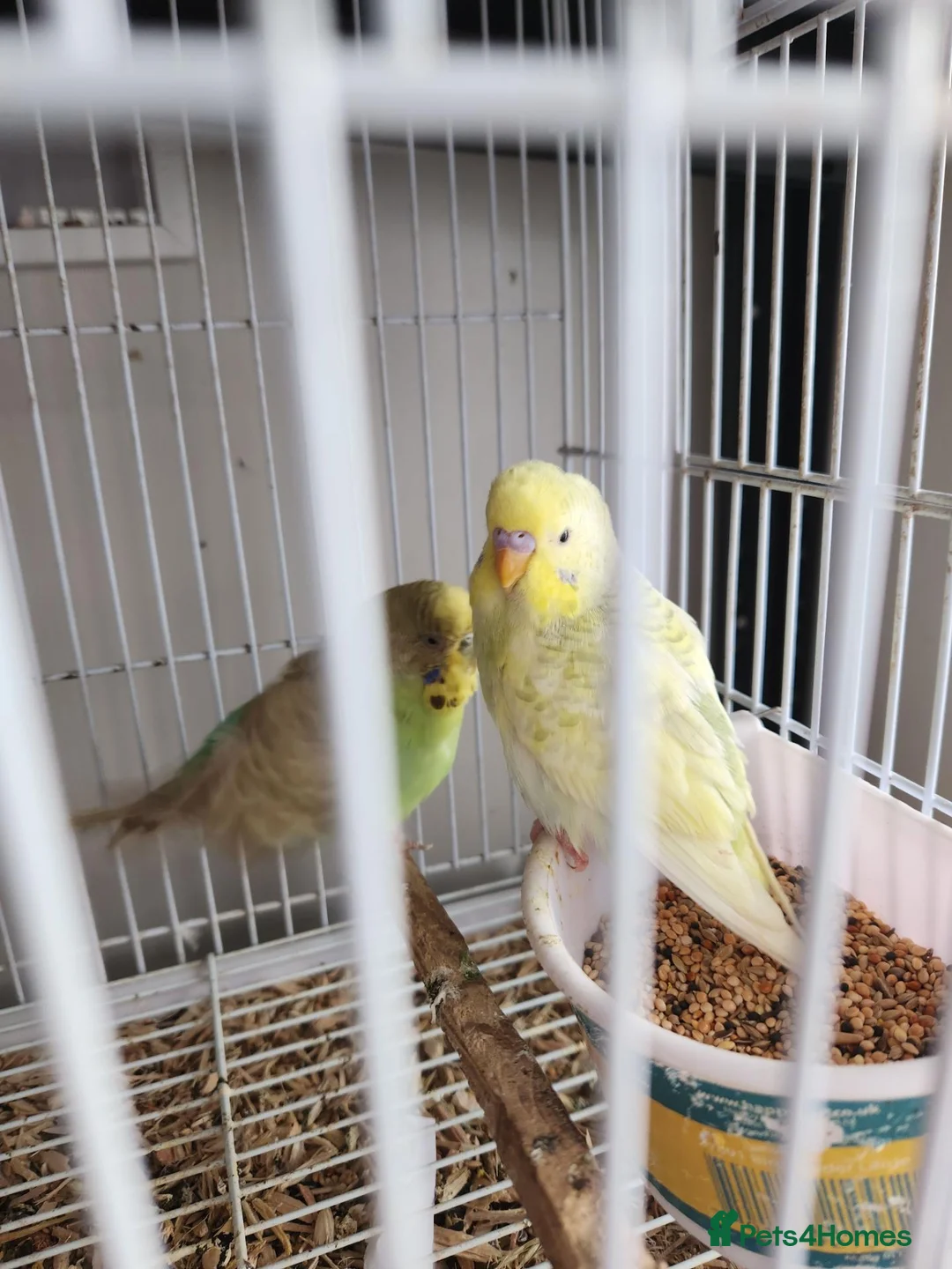 Budgerigars birds for sale: Budgies available now 🐦🐦‍⬛🦜🦚 - Advert 3