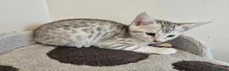Bengal cats for sale: Bengal ready now  - Advert 8