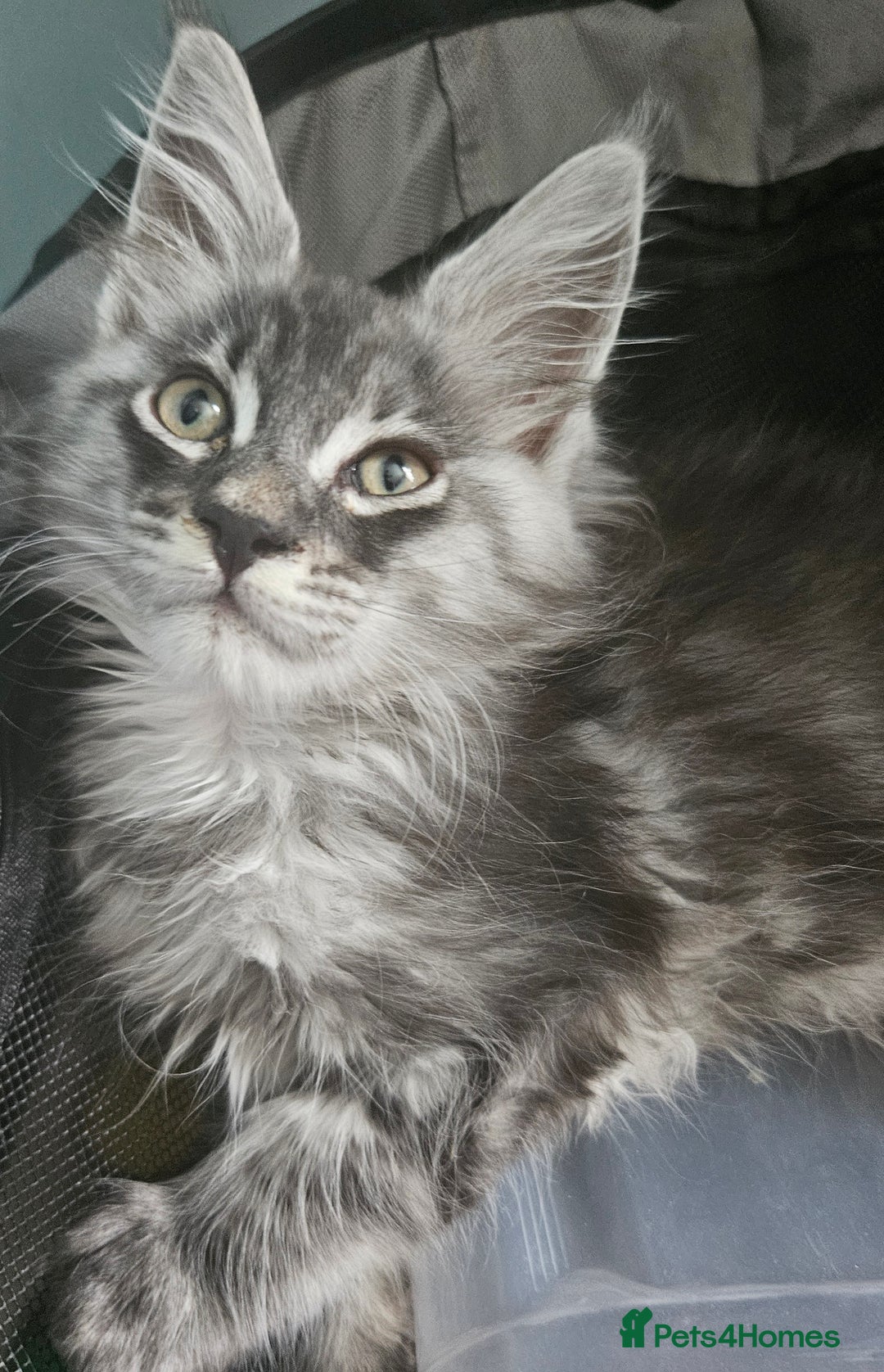 Maine Coon cats for sale:  💖💖 XL MAINE COON *💖💖 ACTIVE 💖💖READY NOW - Advert 5