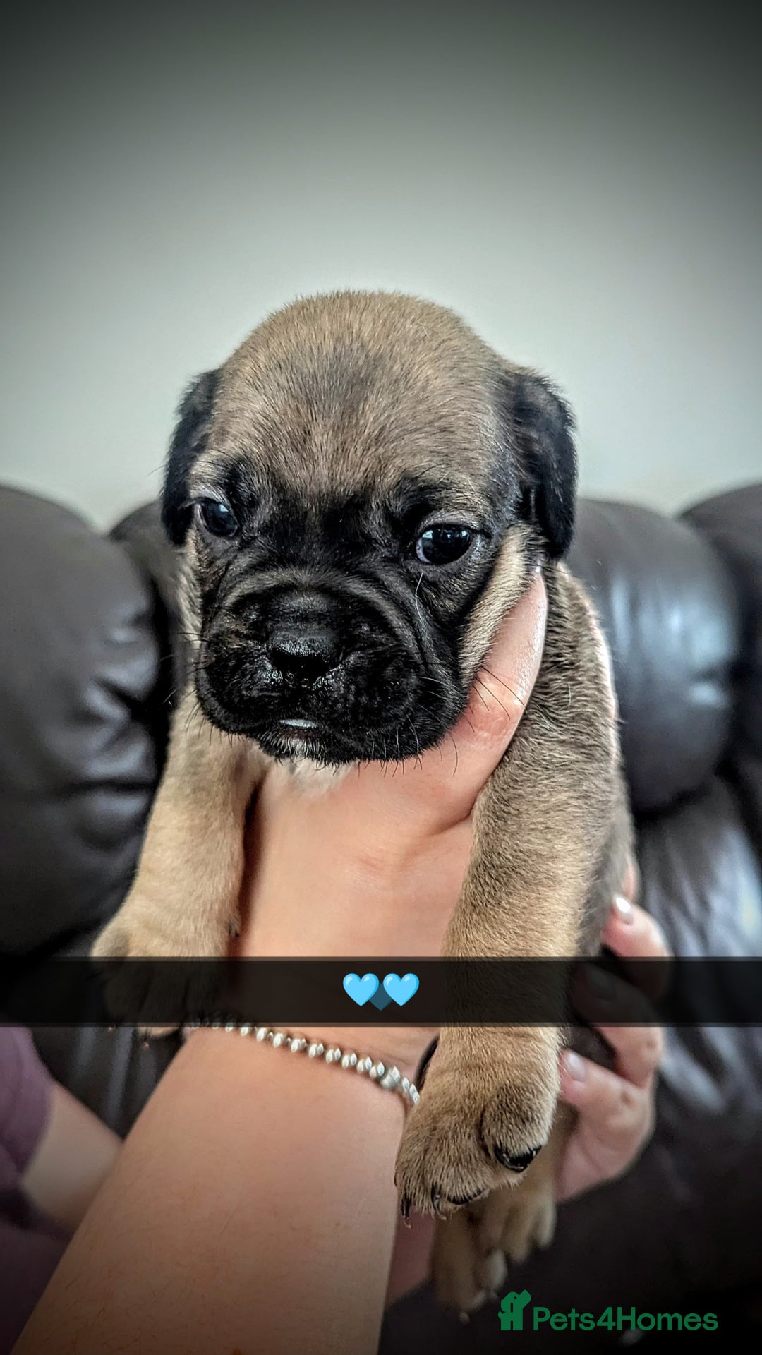 Mixed Breed dogs for sale: Cane corso cross  - Image 7