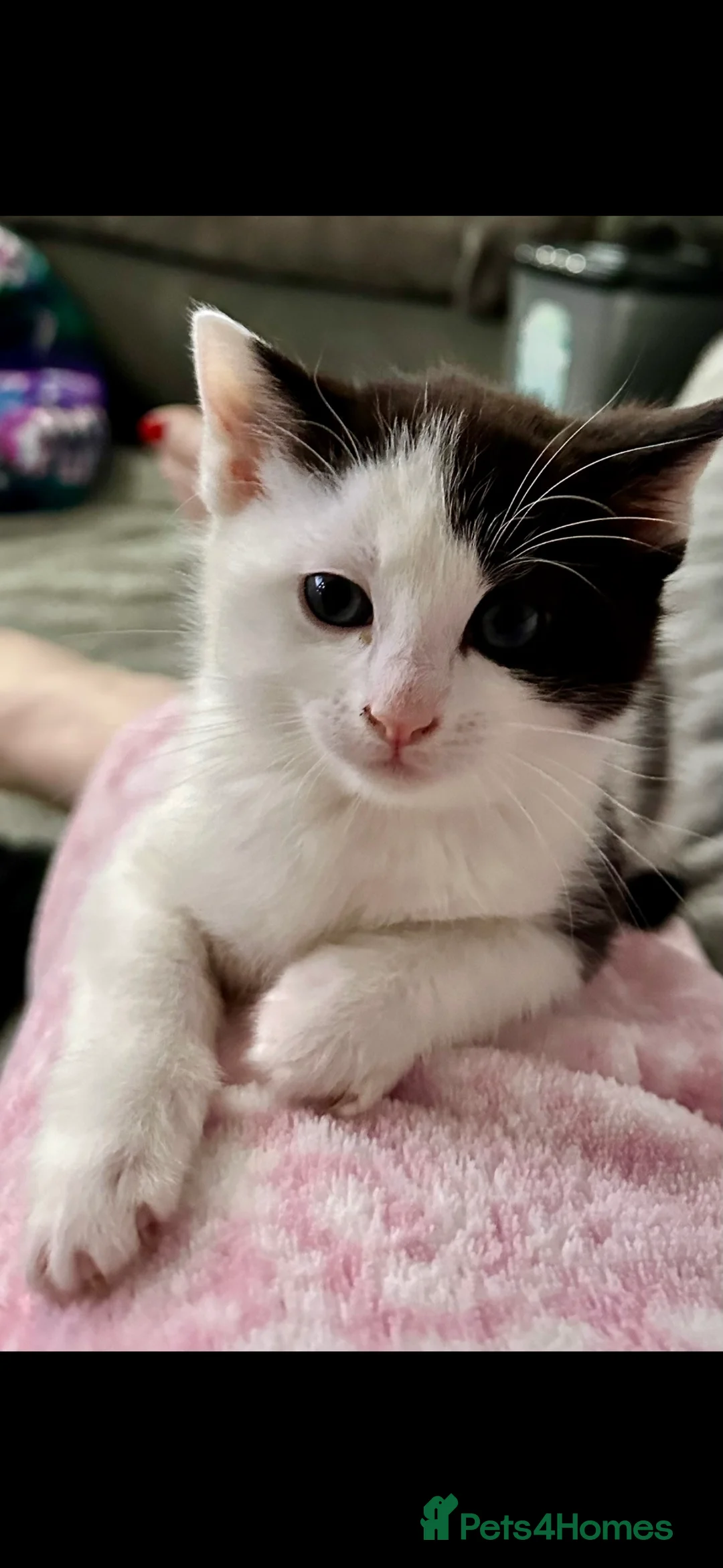 Maine Coon cats for sale: Beautiful Maincoon x kittens  - Advert 2