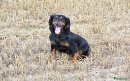 Cocker Spaniel dogs for sale: beautiful tri coloured working cocker spaniels  - Image 5