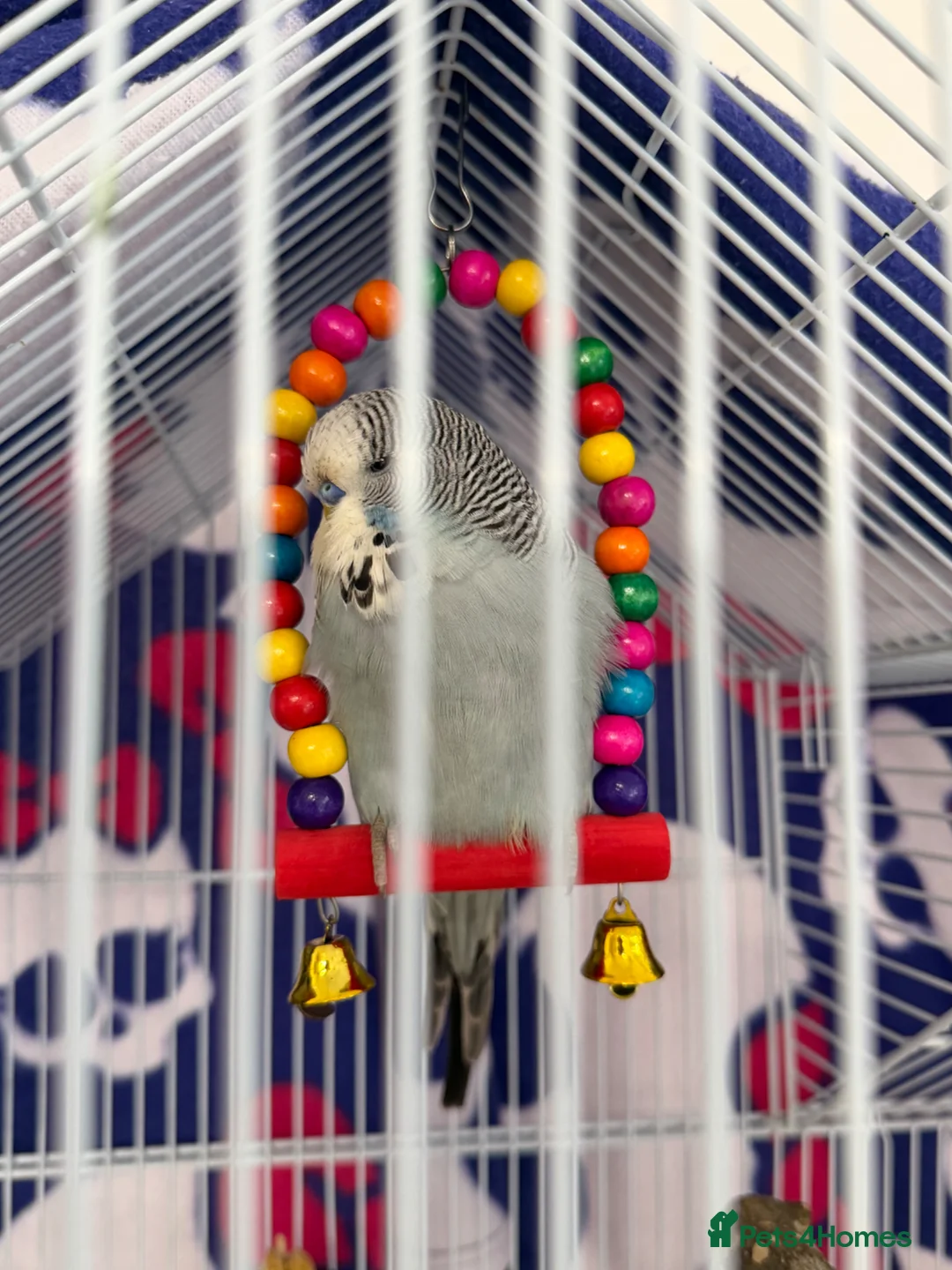 Budgerigars birds for sale: Grey budgie  - Advert 4