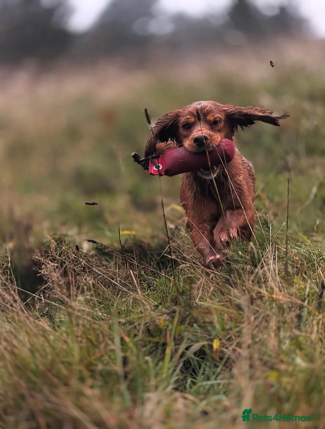 Cocker Spaniel dogs for stud: Ammerdown Greedy Available At Stud. Health Tested - Advert 6
