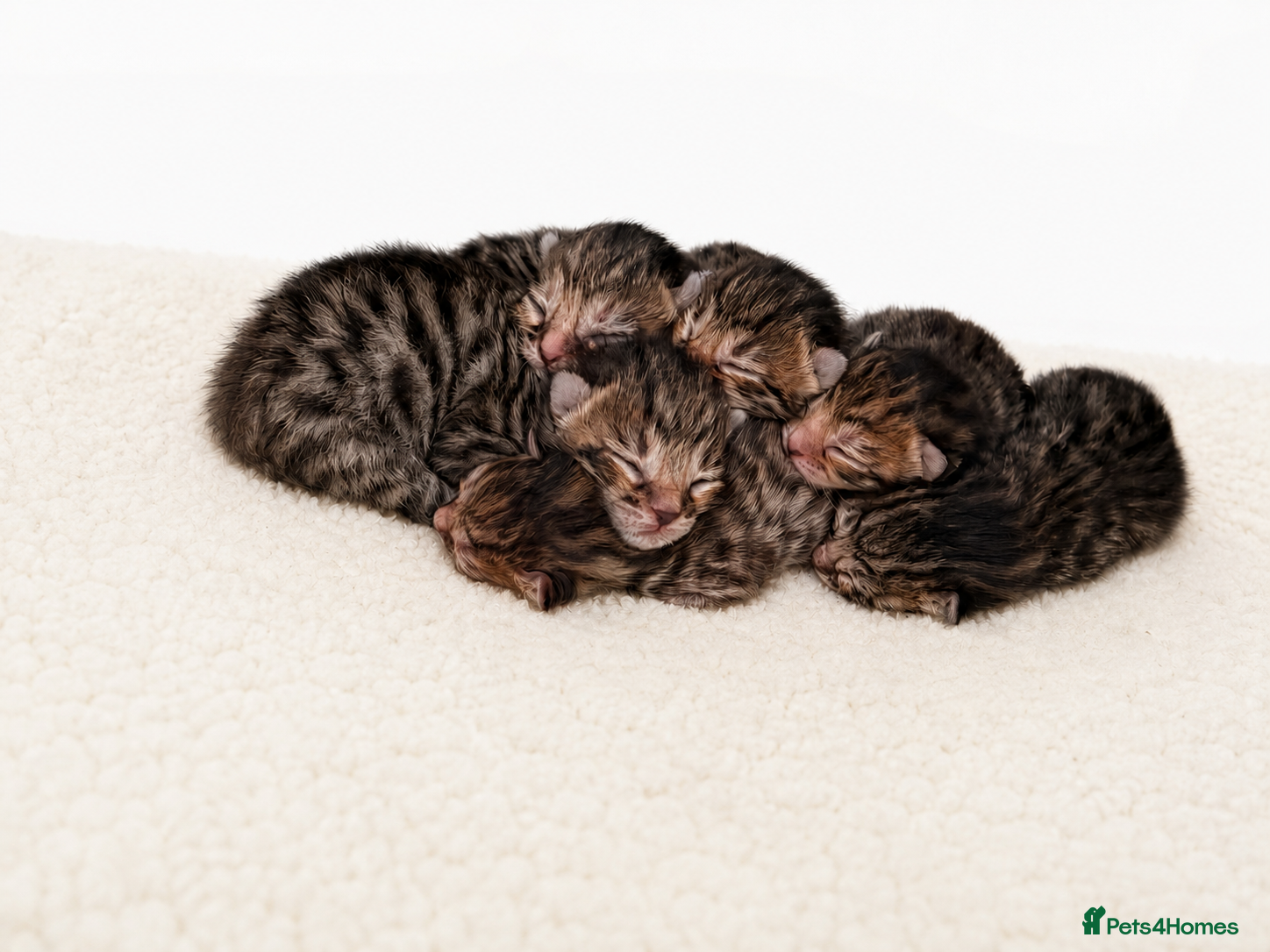 Bengal cats Bengal kittens - Advert 2