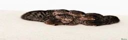 Bengal cats for sale: Bengal kittens in Chelmsford - Advert 1