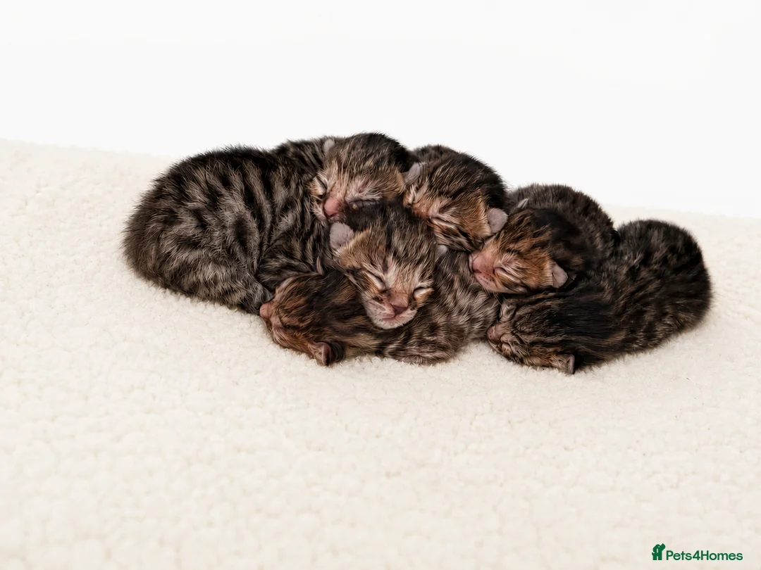 Bengal cats for sale: Bengal kittens in Chelmsford - Advert 1