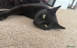 Mixed Breed cats for sale: 5 beautiful, playful kittens for sale  - Image 20