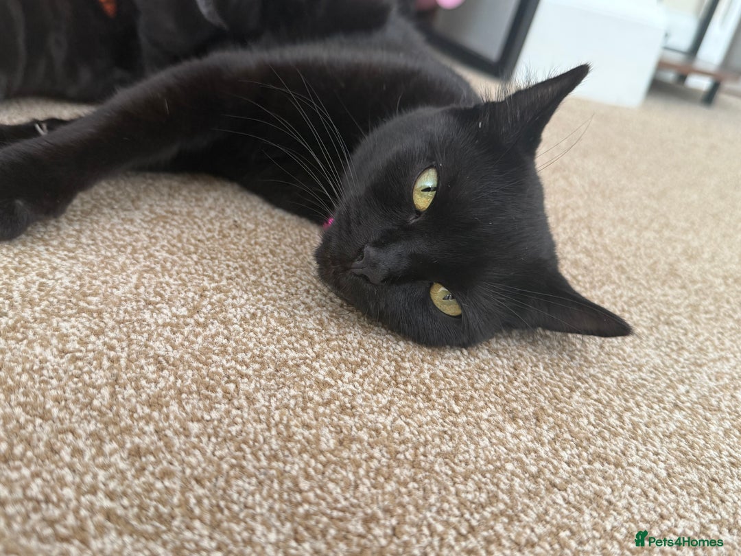 Mixed Breed cats for sale: 5 beautiful, playful kittens for sale  - Image 20