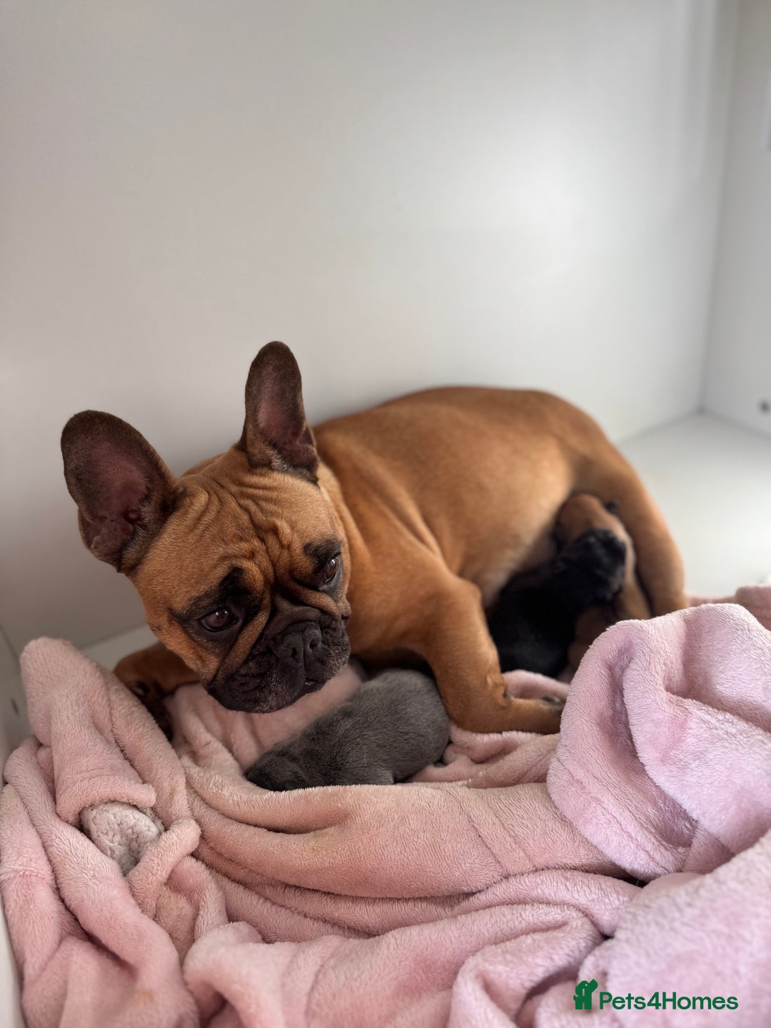 French Bulldog dogs for sale:  AMAZING PUPS  - Advert 19
