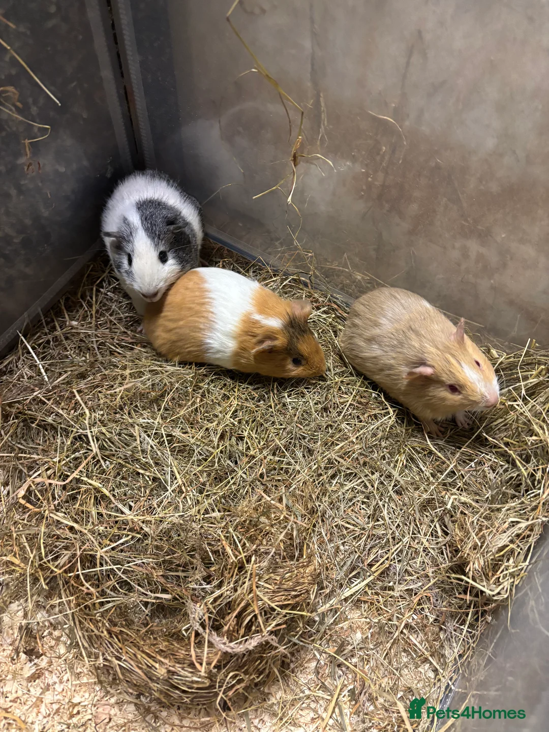 Guinea Pig rodents for sale: Beautiful baby male guinea pigs  - Advert 1