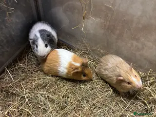 Guinea Pig rodents Beautiful baby male guinea pigs - Advert 19