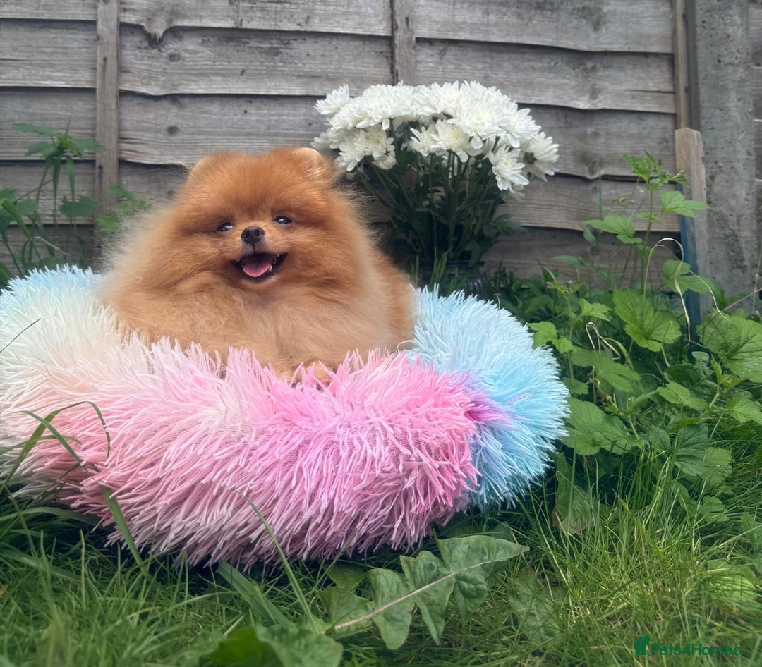 Pomeranian dogs for sale: White and Orange Pomeranian Boys in London - Image 18