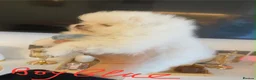 Pomeranian dogs for sale: Gorgeous puppies  - Advert 33