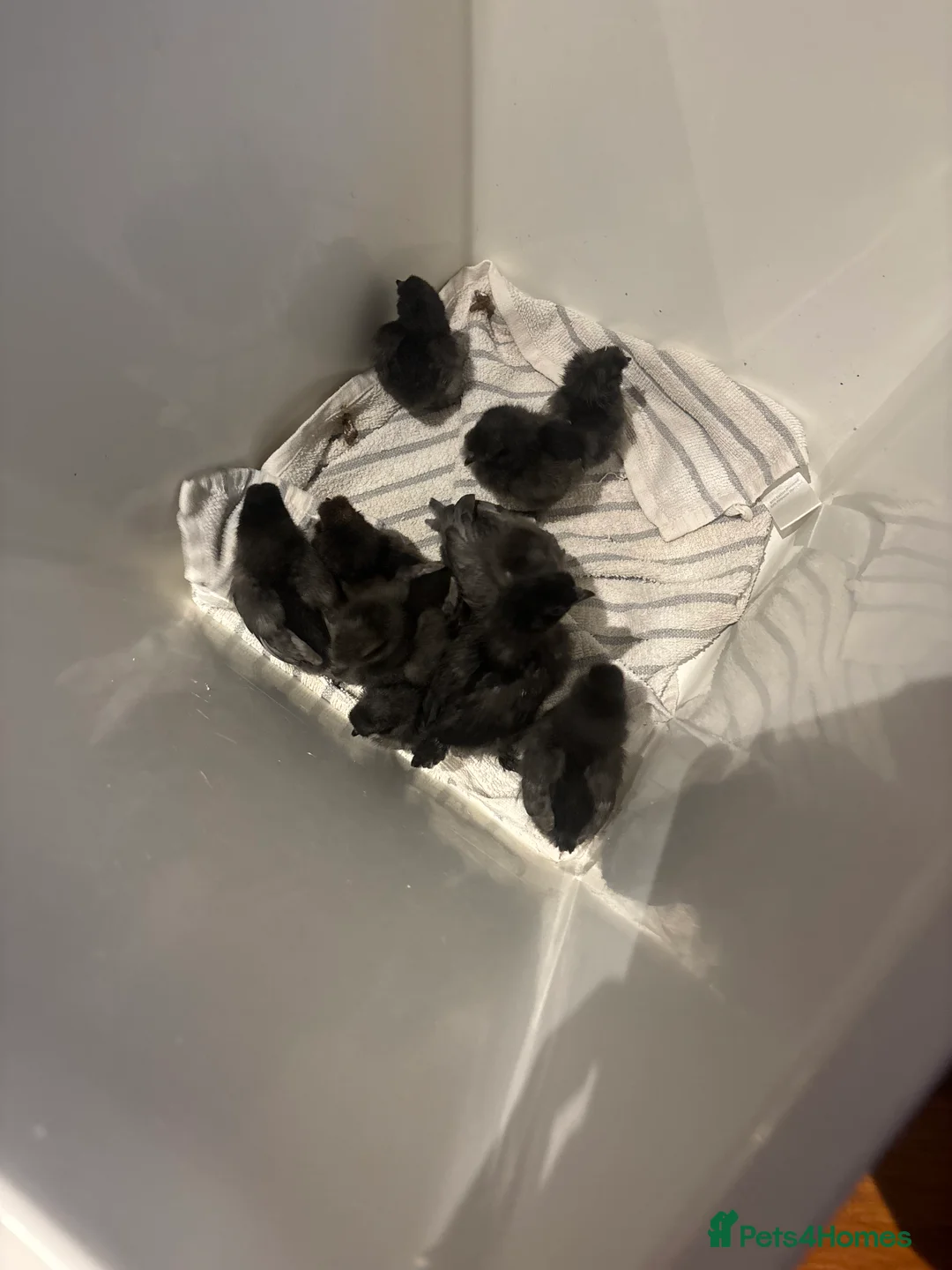 Chickens poultry for sale: 9 Silkie mixed polish chicks (polkies) £11 each  - Advert 3