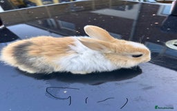 Netherland Dwarf rabbits for sale: Baby bunnies - Image 4