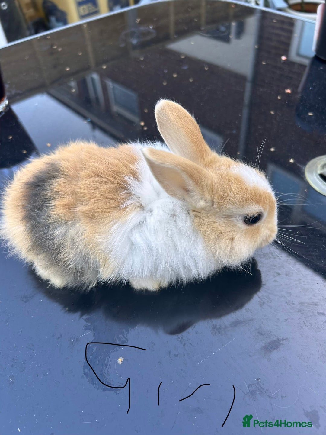 Netherland Dwarf rabbits for sale: Baby bunnies - Image 4