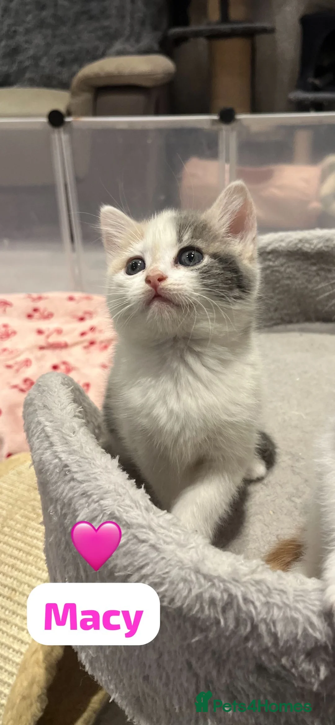 Mixed Breed cats for sale: 4 Beautiful kittens🩷🩵 - Advert 2