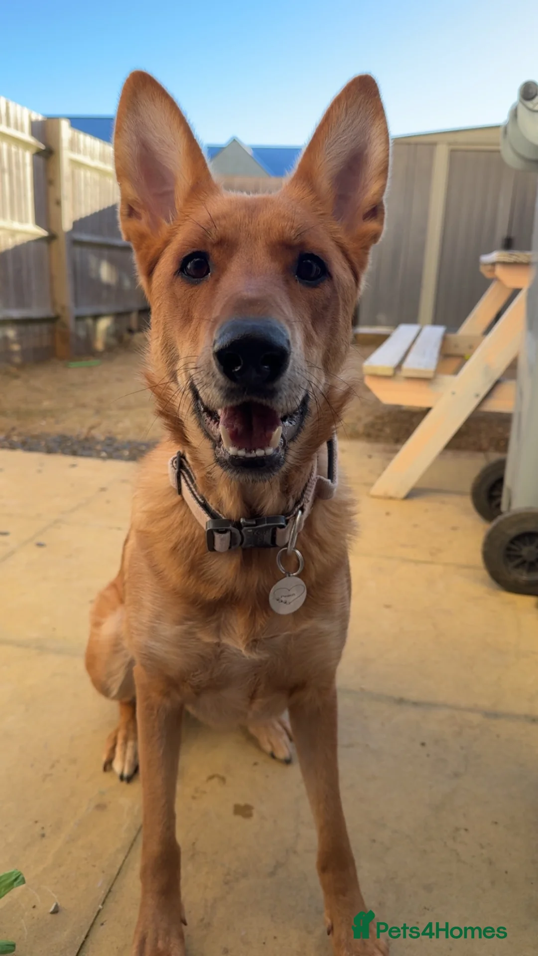 German Shepherd dogs for sale: German Shepherd x Belgian Malinois for rehoming - Advert 3
