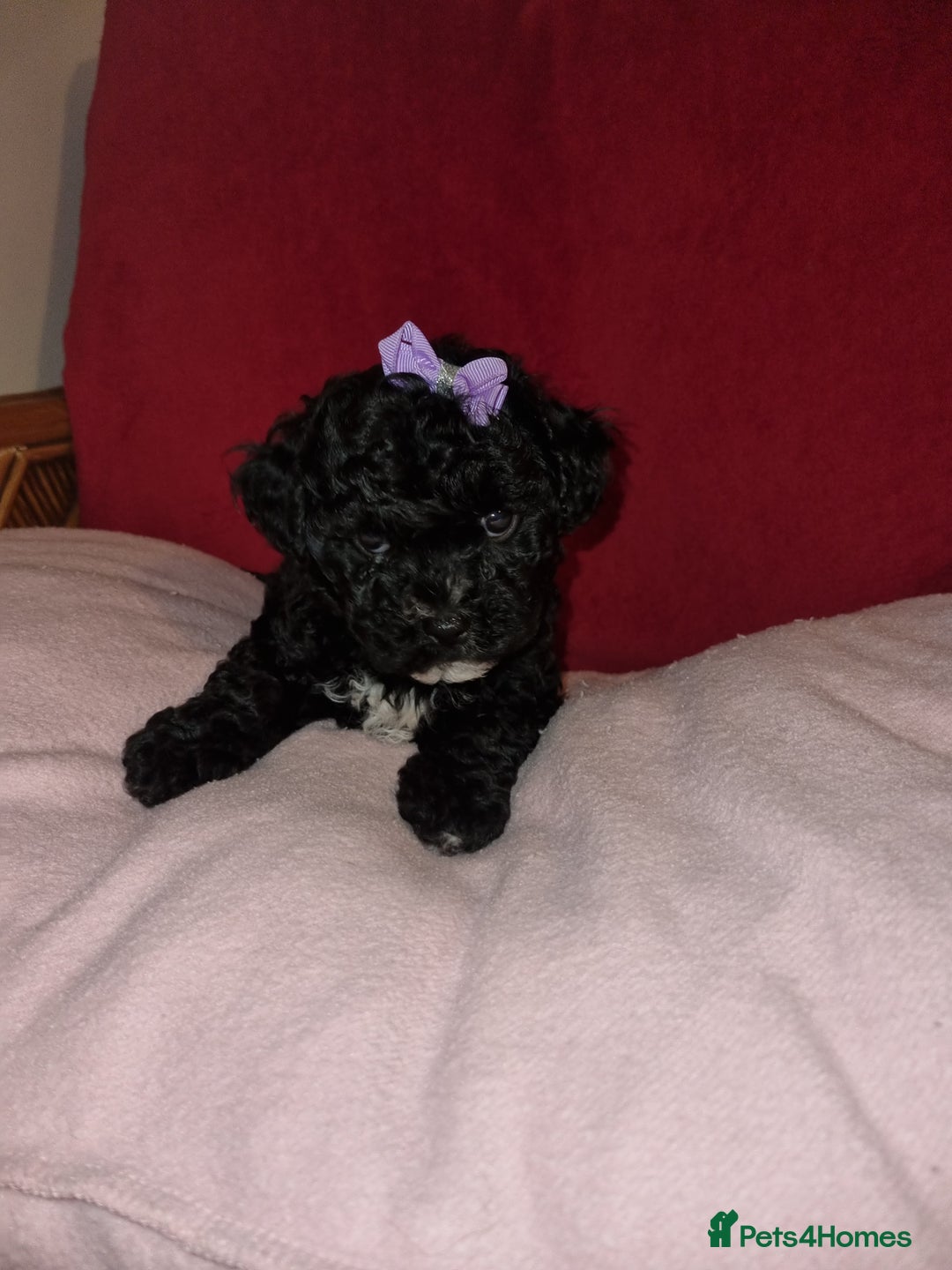 Bichon Frise dogs for sale: 2 Bichon puppies for sale  - Image 8