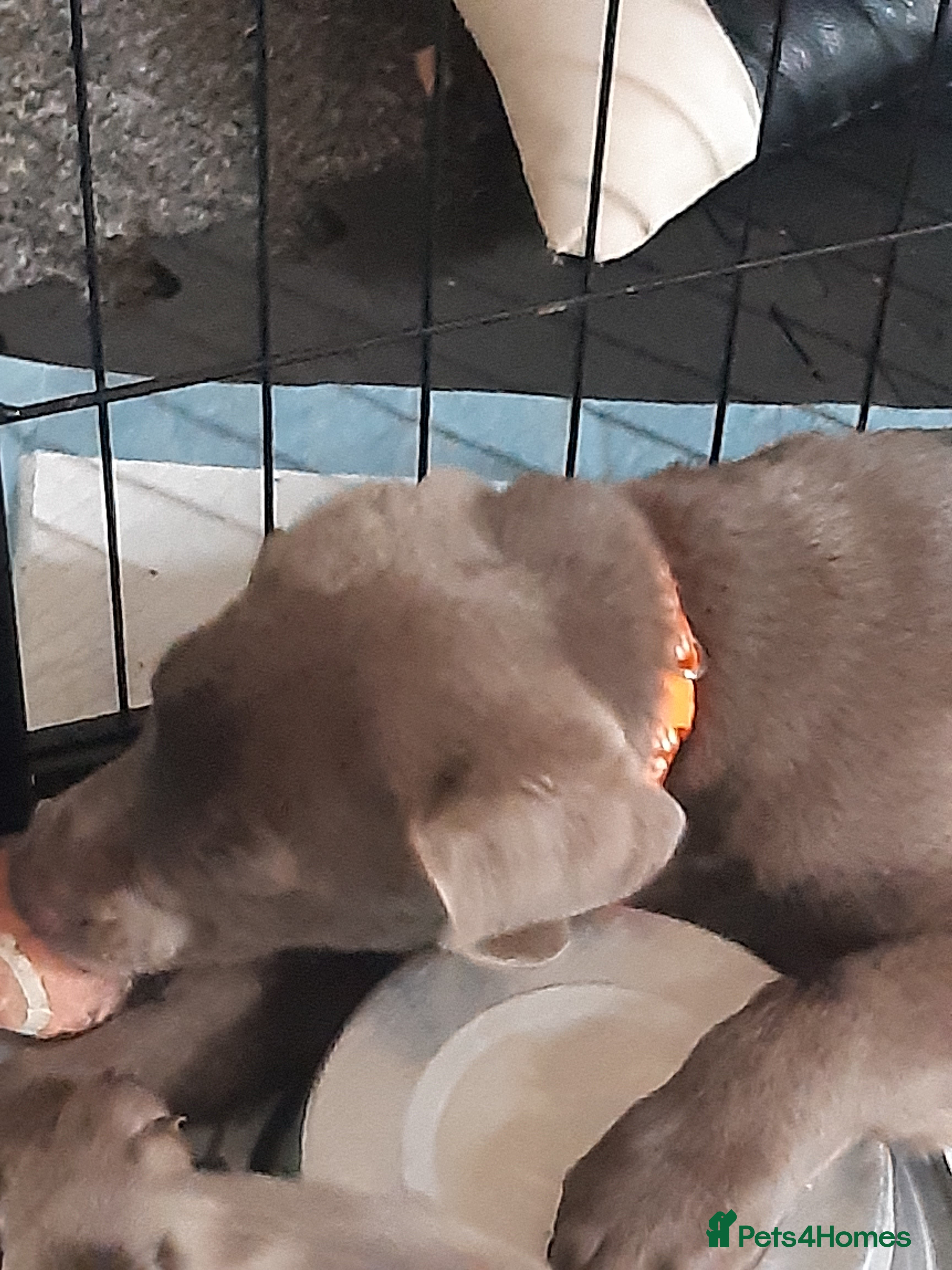 Labrador Retriever dogs Silver Labrador puppies for sale  - Advert 2
