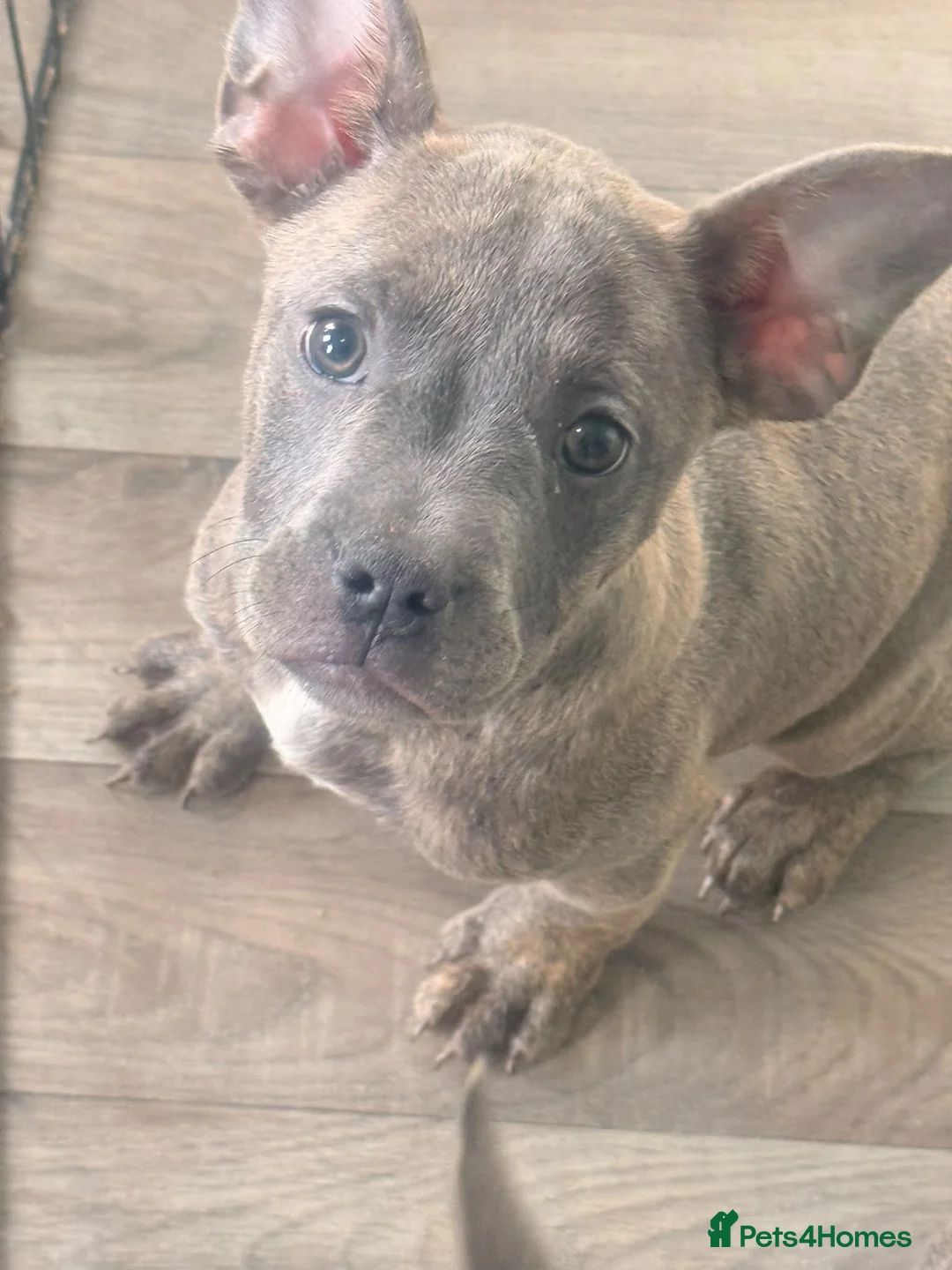 Mixed Breed dogs for sale: Beautiful Stafford bull terrier x French bulldog  in Swansea - Advert 10