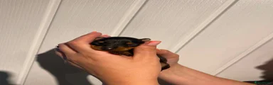 Black and Tan Male