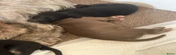 Bedlington Terrier dogs for sale: Bedy/whip pups - Advert 6