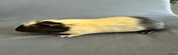 Guinea Pig rodents for sale: 4 boars for sale  - Advert 10