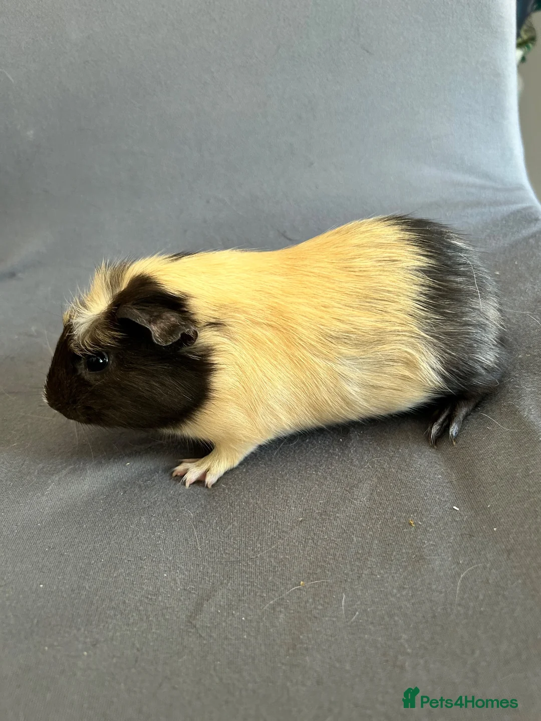 Guinea Pig rodents for sale: 4 boars for sale  - Advert 10